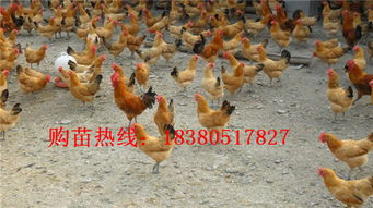 三黃雞苗市場分析 價格、廠家與養殖要點