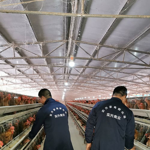 凱利燃燒器、廠家采購與光禽屠宰生產線 設備選擇與生產集成指南