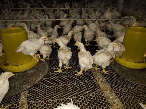 霉菌毒素惹的禍？肉雞養殖中掉毛問題的分析與對策