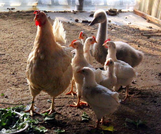農村創業新思路 從光禽養殖到屠宰加工的快速上手指南